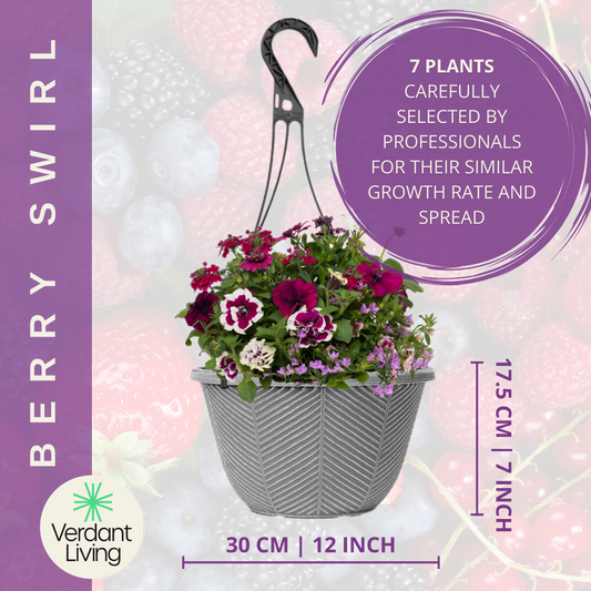 Berry Swirl Hanging Basket – Ready Planted Summer Display (7 Plants)