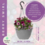 Hanging Basket - Berry Swirl