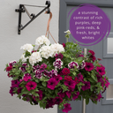Hanging Basket - Berry Swirl
