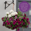 Hanging Basket - Berry Swirl