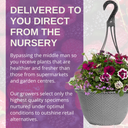 Hanging Basket - Berry Swirl