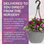 Hanging Basket - Berry Swirl
