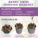 Hanging Basket - Berry Swirl