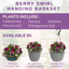 Hanging Basket - Berry Swirl