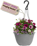 Hanging Basket - Berry Swirl