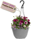 Hanging Basket - Berry Swirl