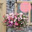 Hanging Basket - Bridal Boutique