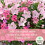 Hanging Basket - Bridal Boutique