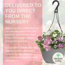Hanging Basket - Bridal Boutique