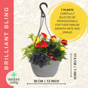 Hanging Basket - Brilliant Bling