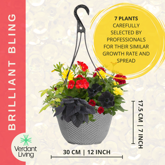 Brilliant Bling Hanging Basket – Ready Planted Summer Display (7 Plants)