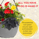 Hanging Basket - Brilliant Bling