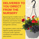Hanging Basket - Brilliant Bling