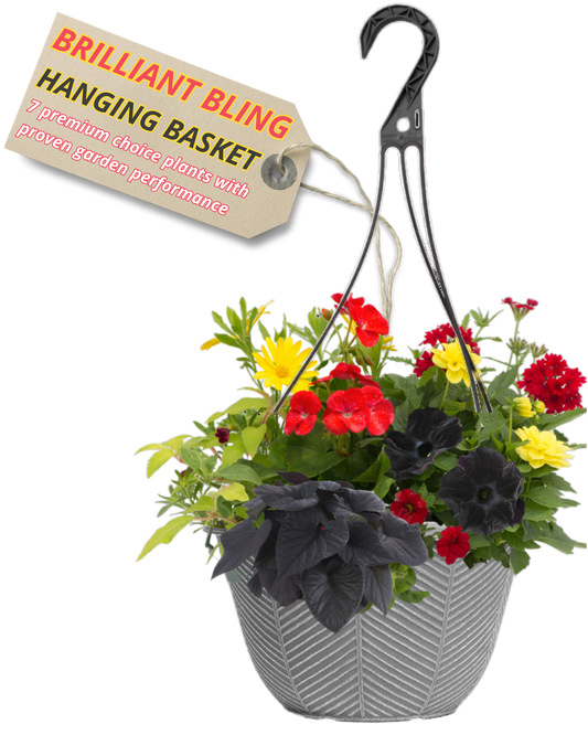 Grey hanging basket of red and yellow blooms with near-black petunias and dark ipomoea foliage