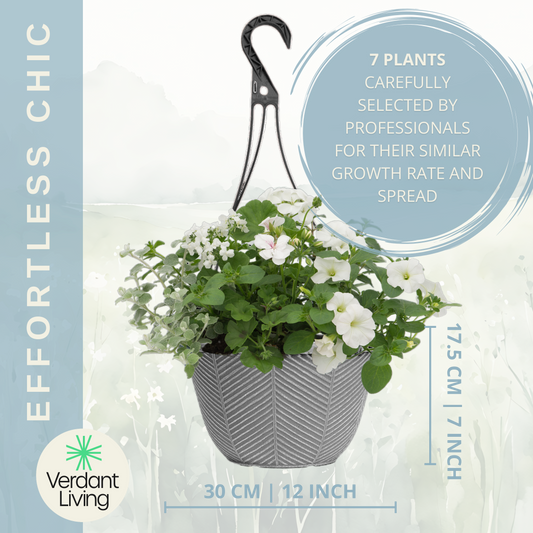 Effortless Chic Hanging Basket – Ready Planted Summer Display (7 Plants)