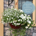 Hanging Basket - Effortless Chic