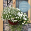 Hanging Basket - Effortless Chic