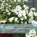 Hanging Basket - Effortless Chic