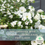 Hanging Basket - Effortless Chic