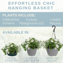 Hanging Basket - Effortless Chic