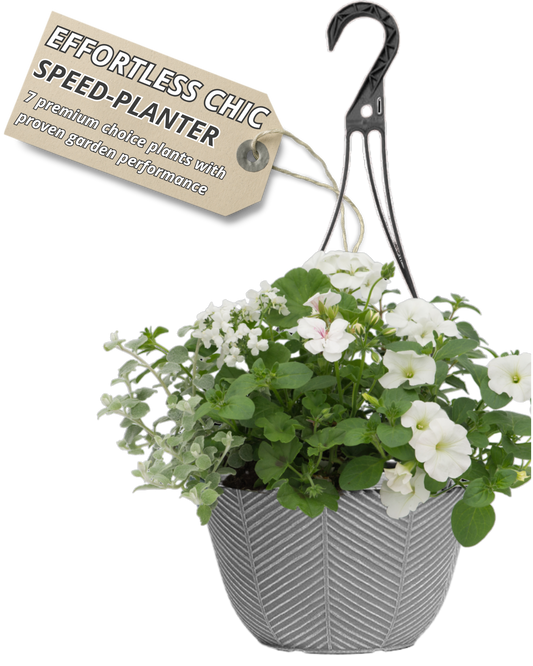 Grey hanging basket planted with white petunias, white pelargonium and silver-green trailing foliage