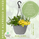Hanging Basket - Herb Alfresco Mixed