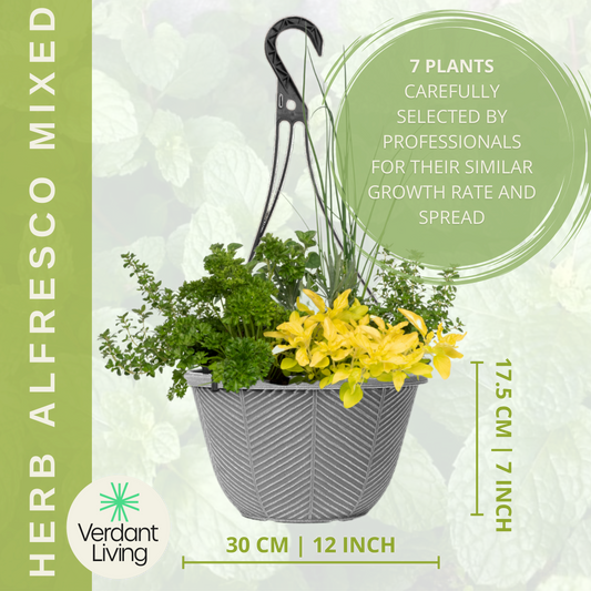 Herb Alfresco – Ready Planted Herb Hanging Basket (7 Herbs)