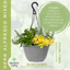 Hanging Basket - Herb Alfresco Mixed