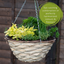 Hanging Basket - Herb Alfresco Mixed