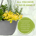 Hanging Basket - Herb Alfresco Mixed