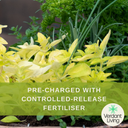 Hanging Basket - Herb Alfresco Mixed