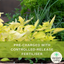 Hanging Basket - Herb Alfresco Mixed