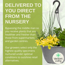 Hanging Basket - Herb Alfresco Mixed
