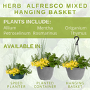Hanging Basket - Herb Alfresco Mixed