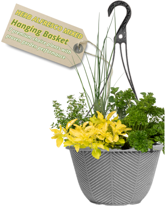 Grey hanging basket of herbs: chives, thyme, parsley and golden-leaved oregano