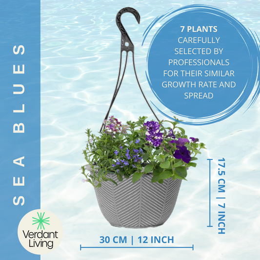 Sea Blues Hanging Basket – Ready Planted Summer Display (7 Plants)