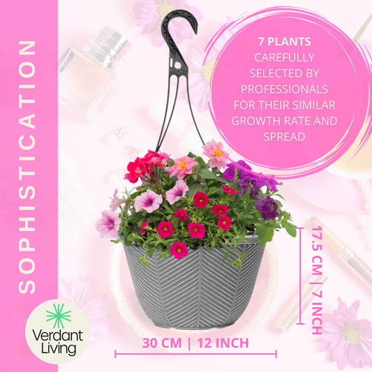 Sophistication Hanging Basket – Ready Planted Summer Display (7 Plants)