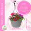Hanging Basket - Sophistication