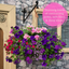 Hanging Basket - Sophistication