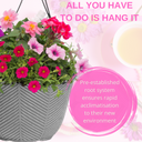 Hanging Basket - Sophistication