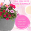 Hanging Basket - Sophistication