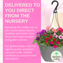 Hanging Basket - Sophistication