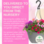 Hanging Basket - Sophistication