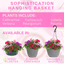 Hanging Basket - Sophistication