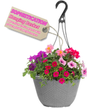 Hanging Basket - Sophistication