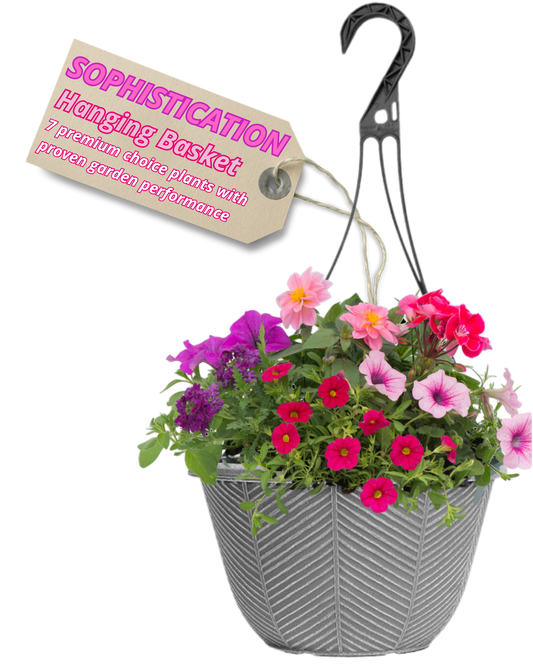 Grey hanging basket packed with magenta, cerise and pale pink petunias, calibrachoa and a dahlia