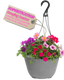 Hanging Basket - Sophistication