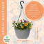 Hanging Basket - Tangerine Twist