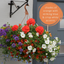 Hanging Basket - Tangerine Twist