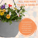 Hanging Basket - Tangerine Twist
